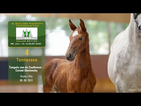 Fohlenauktion 28.7.- 01.8.21 Katalog-Nr. 4 Tennessee SF v. Tangelo v. d. Zuuthoeve-Cornet Obolensky
