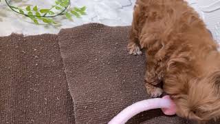 ハーフ犬の動画01