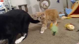 Tiny Kittens More on future litter possibilities and Pants stealing kitten fudz