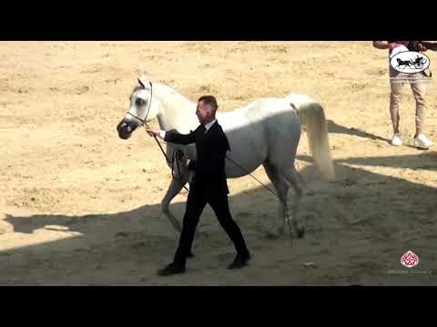 N 112 LUBNA TAHANI   Rabab Arabian Horse Championships   Mares 7+ Years Old Class 5B