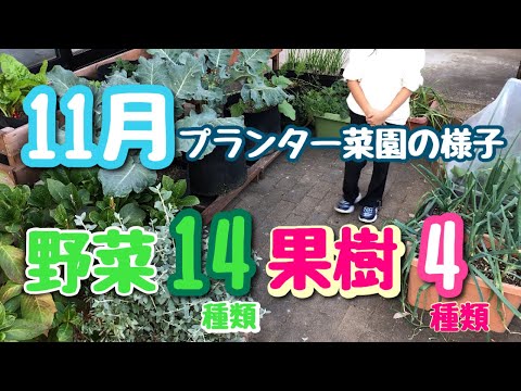  11月に植える果樹はどれですか?おいしい収穫のためのリストをご覧ください!  庭園