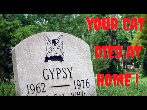 What To Do When Your Cat Dies At Home What To Do With The Body, Final Arrangements