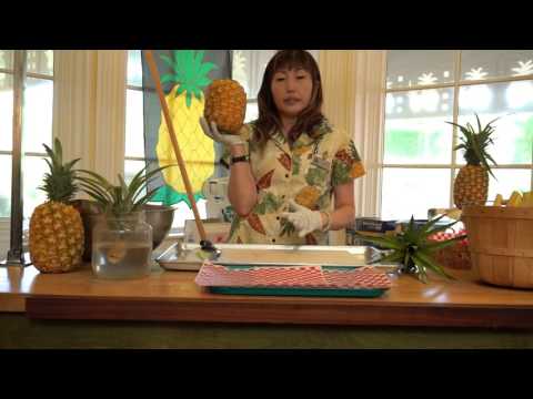 download lagu mp3 mp4 Dole Plantation Pineapple Whip Recipe, download lagu Dole Plantation Pineapple Whip Recipe gratis, unduh video klip Dole Plantation Pineapple Whip Recipe