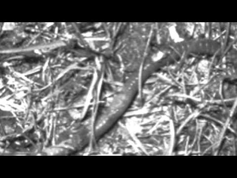 Nightcrawlers - Push the Feeling on (MV Remix)