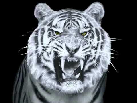 Walter AG   Tigertec Silver