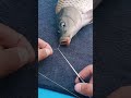 How To Easily Remove A Fish Hook