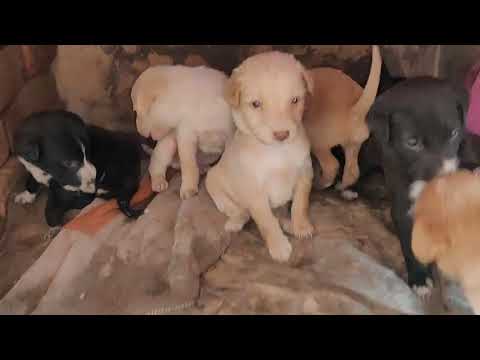 Dogi Kidd's Account How many puppies are there | Irah Aleem