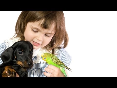 How to Bring a Bird into Home with Pets | Pet Bird