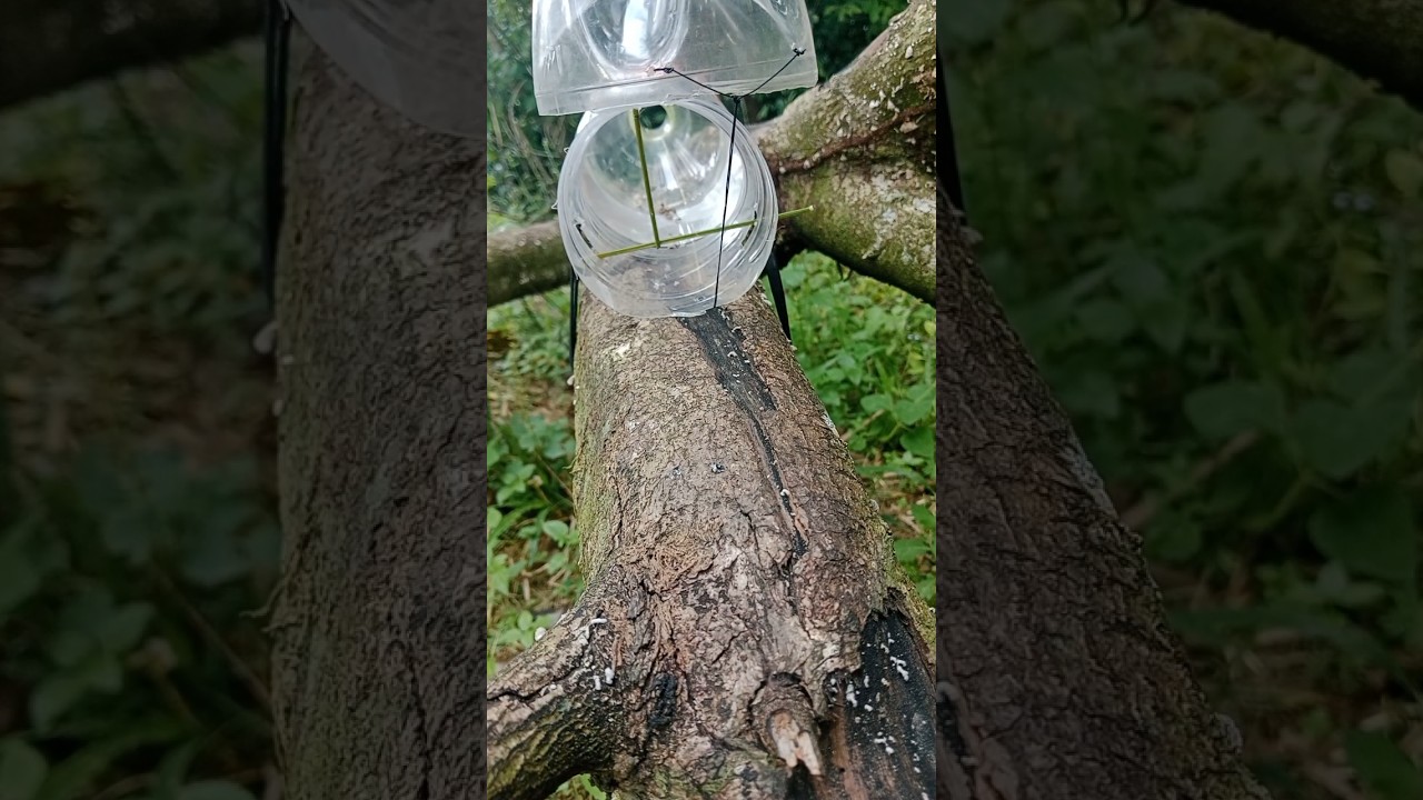 Survival Skills: bird trap using plastic bottle #trap #survival #bushcraft