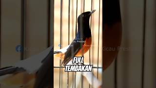 Download lagu Murai batu gacor full isian tembakan mp3