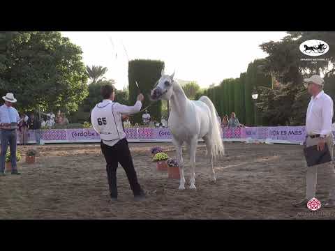 N 65 CAP BYANCO   Spanish Nationals 2022   Stallions 7   10 Years Old Class 11