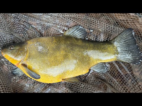 Gravel Pit Tench Fishing