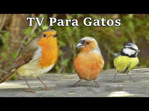 TV Para Gatos : Pájaros en Todas Partes