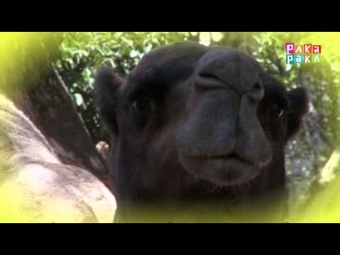 Animapaka I: Camello (Cap. 12) - Canal Pakapaka