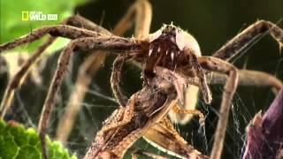 National Geographic Супер паук Super Spider.