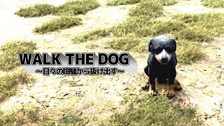 どんな犬でさえも手懐けるのが実況者【WALK THE DOG】