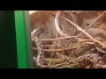 La Gradina Zoologica Din Brașov