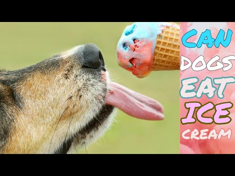 YouTube video about: Can dogs have butter pecan ice cream?