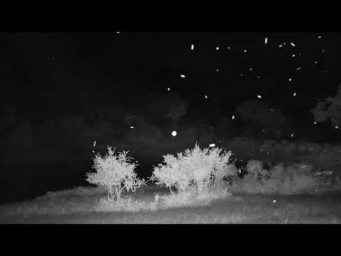 Djuma: Audio of upset Elephants not long after Leopard moves off - 01:20 - 12/07/20