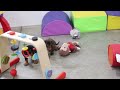 Miniature Dachshund dogs for sale: Kenny - Video 1