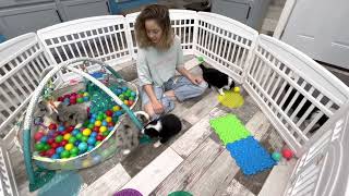 Video preview image #13 Border Collie Puppy For Sale in STRAFFORD, MO, USA