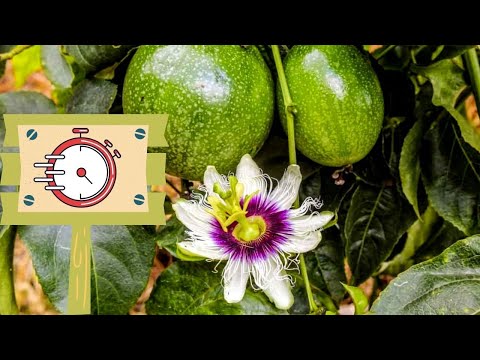 Fast-Track to Fruitfulness: 5 Rapid-Producing Fruit Trees for Abundant Harvests!