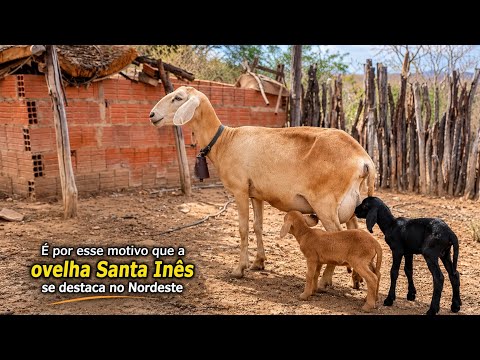É por isso que a ovelha Santa Inês se destaca no sertão