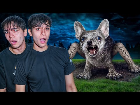 HOW DID THIS HAPPEN TO MY DOG??