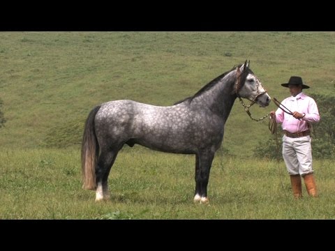 Coberturas - Jeito Lindo da Bela Aliança