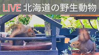 エゾリスと野鳥とキタキツネのライブカメラ/Birds Squirrels Fox webcam in Hokkaido Japan live webcam
