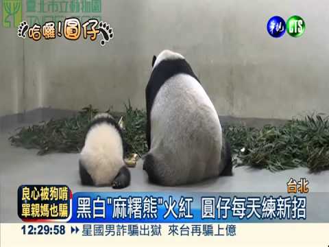 圓仔母女背對背 大小麻糬卡哇伊!