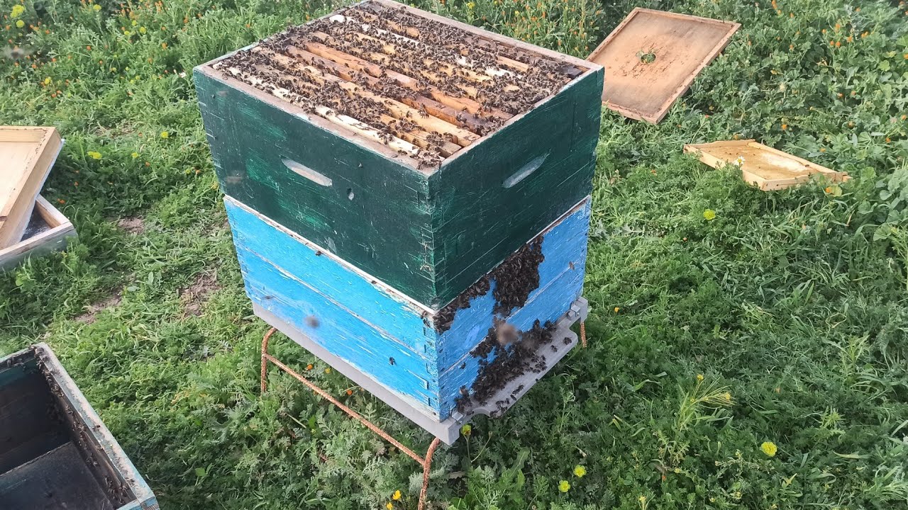 تطبيقي #طريقة_ديماري للحد من التطريد و جمع العسل بكميات هائلة مع #مربي_النحل_م