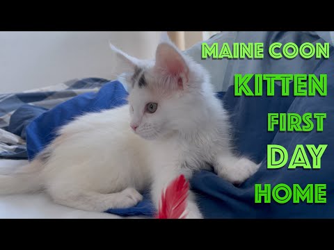 Maine Coon Kitten Introduction - First Day