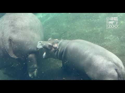 Baby Hippo Fritz Chasing Fiona - Cincinnati Zoo