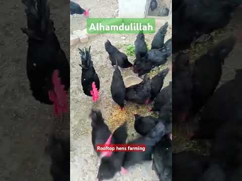 Buy Desi Eggs in Lahore – Fresh & Natural (12 Pack) 5 DesiEgg.pk Delivery Video