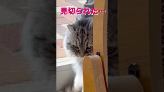 【娘と猫カフェで猫釣り】