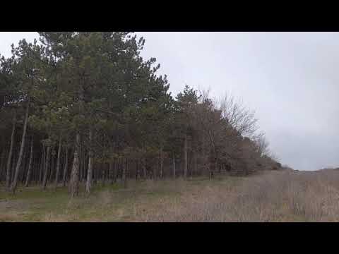 Pinul din Tâmburești: una dintre curiozitățile verzi ale județului Dolj