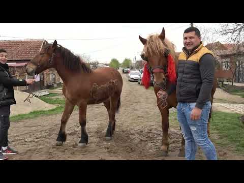 Caii lui Madalin de la Sicula, Arad - 2023 Nou!!!