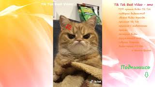 Видео приколы с котами кошками Tik Tok / Тик ток смешные коты
