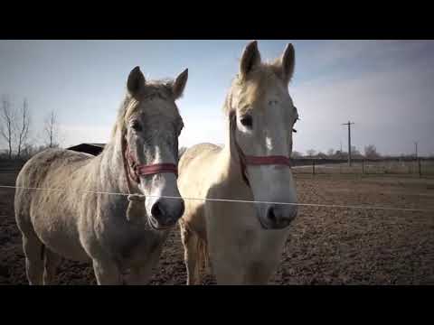 VANDUT • GAMINVEST | Resedinta cu balta de pescuit si livada. de vanzare langă Oradea, Bihor