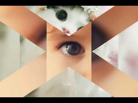 قطط جميلة ☺️❤🙆‍♀️👌