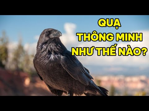 QUẠ THÔNG MINH ĐẾN MỨC NÀO? | Lang Thang Đó Đây