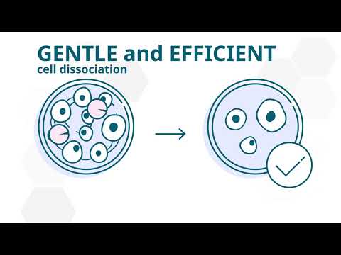 CellTrypase - Elevate your Cell Culture with our highly pure GMP-grade Trypsin-like Enzyme