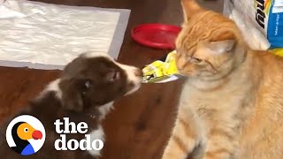 Cat Raises His Puppy Brother | The Dodo by The Dodo