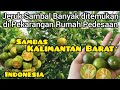 Banyak Di Temukan Di Pedesaan Jeruk Sambal Dan Cara Perbanyakannya Sambas Kalbar