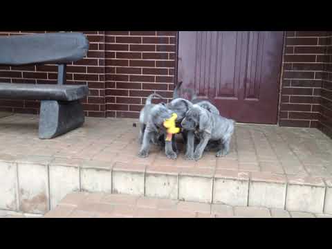 Litter "N" ex Cubile Lamia: Neron, Nolan, Nairi & Niva (8 weeks) II