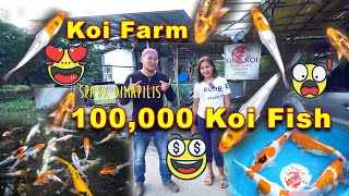 Koi Fish Farm - 100K kois