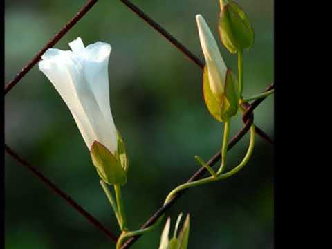 Pandolfis Consort VIVALDI Sonata "Al Santo Sepolcro"