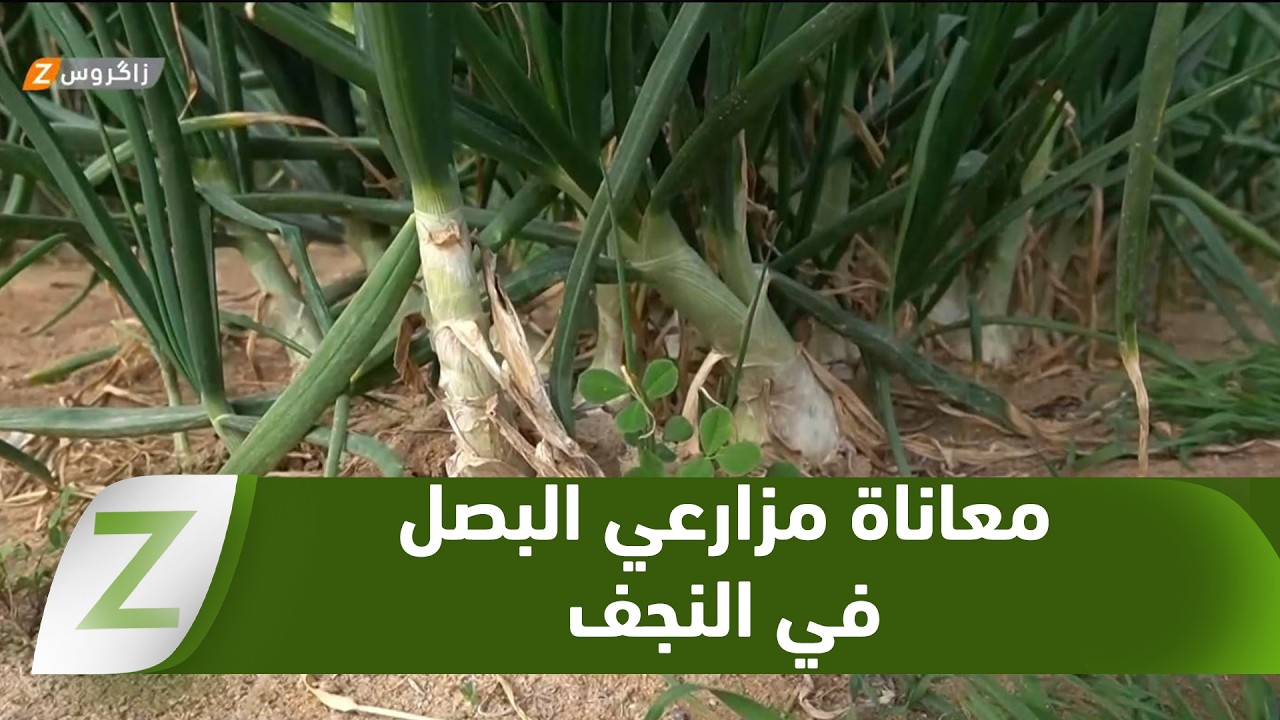 فيديو | #النجف.. انهيار أسعار محصول البصل يرهق المزارعين بخسائر كبيرة ويهدد الزراعة المحلية