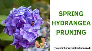 MASTER HYDRANGEA MACROPHYLLA SPRING PRUNING IN 5 MINUTES - BEAUTIFUL RESULTS!